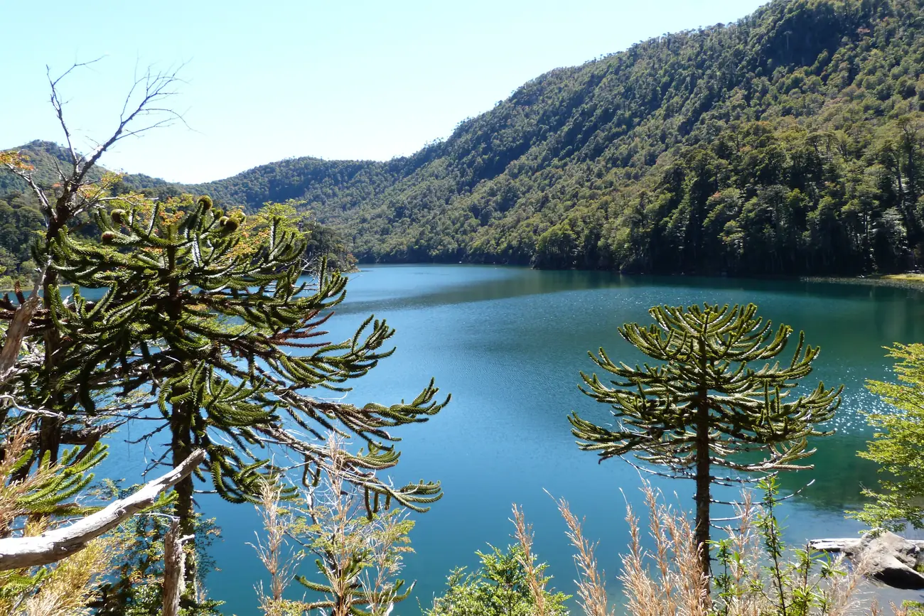 Laguna rodeada de araucarias en el Parque Nacional Huerquehue